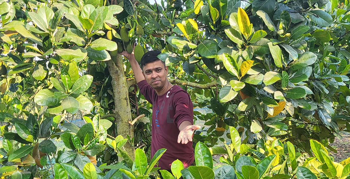Vietnam Super Early Jackfruit Plant – High Yield Kathal India Vietnam Super Early Jackfruit Plant – High Yield Kathal all over India